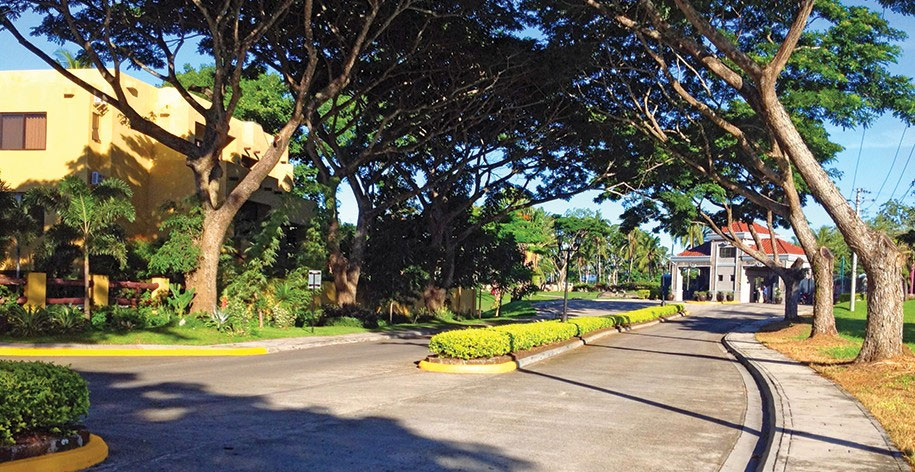 Mature shade trees line the main avenue of Mount Malarayat 